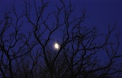 midnight moonscape