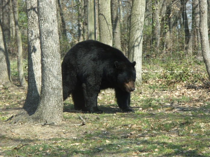 un ours noir se promÃ¨ne