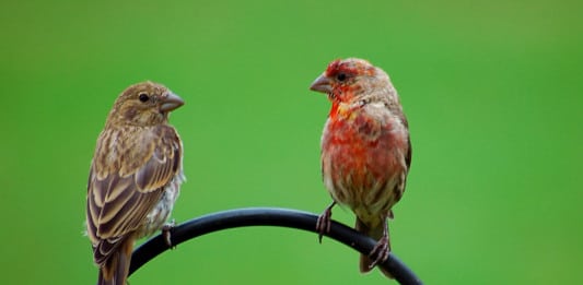 House Finch Birds