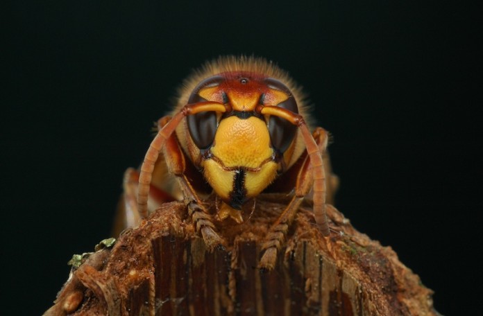 Was tun gegen Insektenstiche?