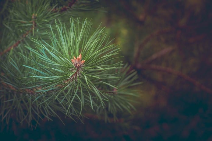pine-463469_1280 pine-463469_1280
