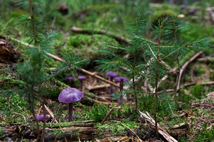 violet-laccaria-478055_1280