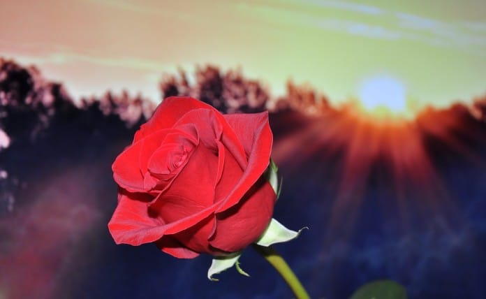 rose-670447_1280