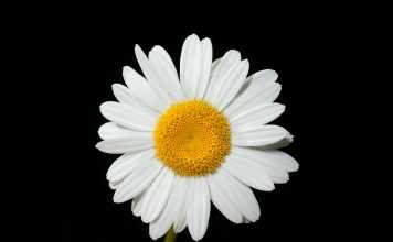 oxeye-daisy-538024_1280