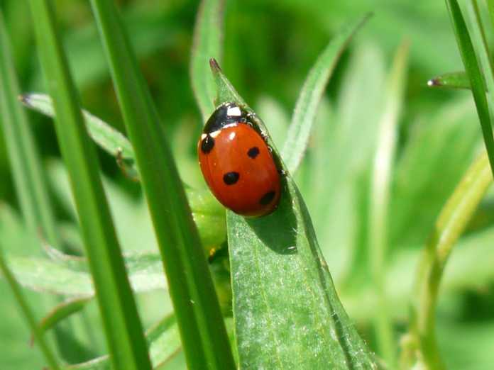 ladybug-54311_1280