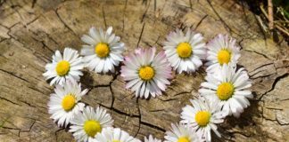 daisy-heart-flowers-flower-heart-2