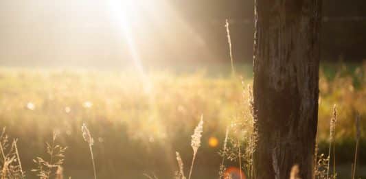 field-summer-sun-meadow