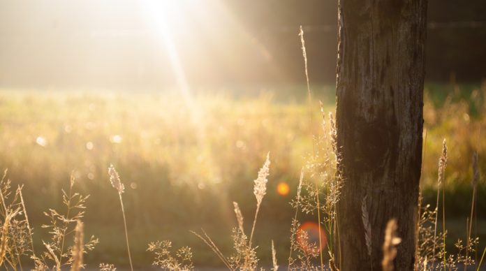 field-summer-sun-meadow