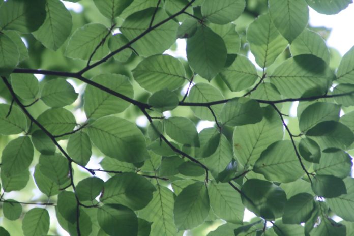 Natur