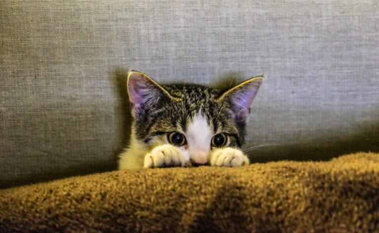 Quiz-Fragen für Kinder: Tiere › Jugendleiter-Blog