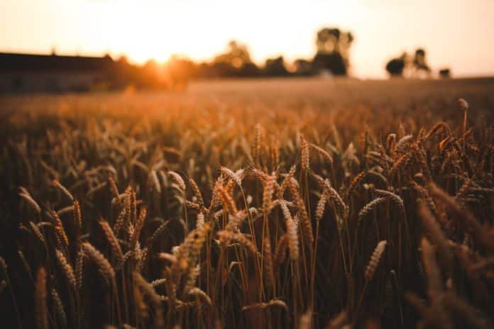 food-sunset-love-field