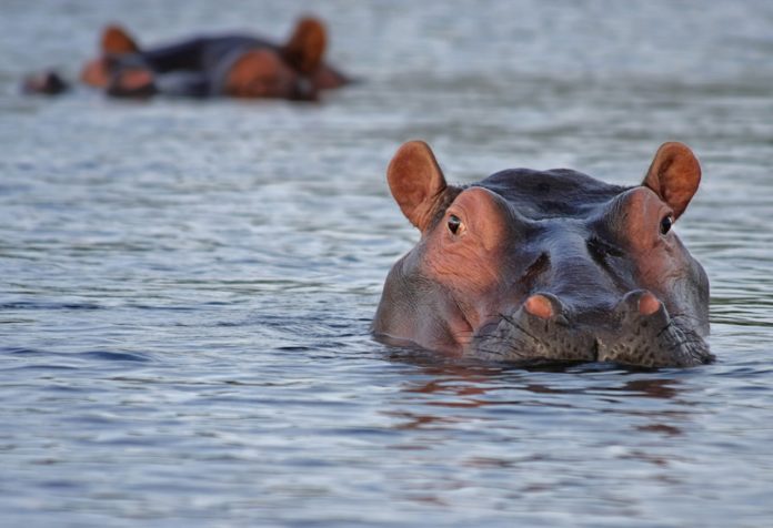 hippo-hippopotamus-animal-look-46540