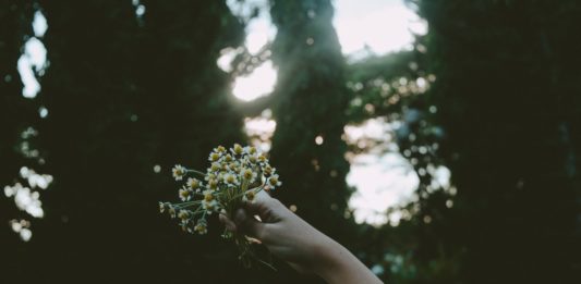 pexels-photo-88445
