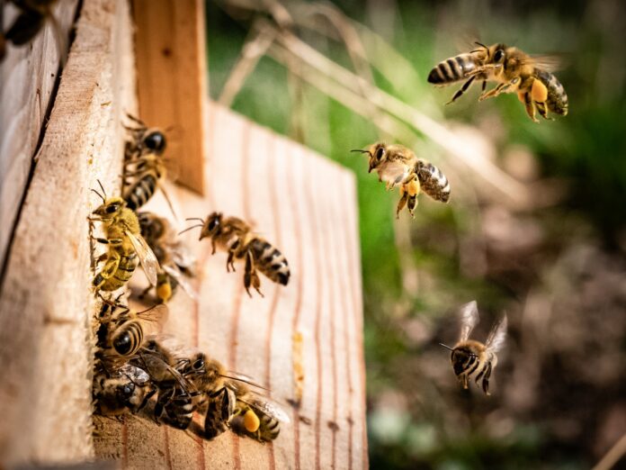 Bienen fliegen an einen Bienenstock