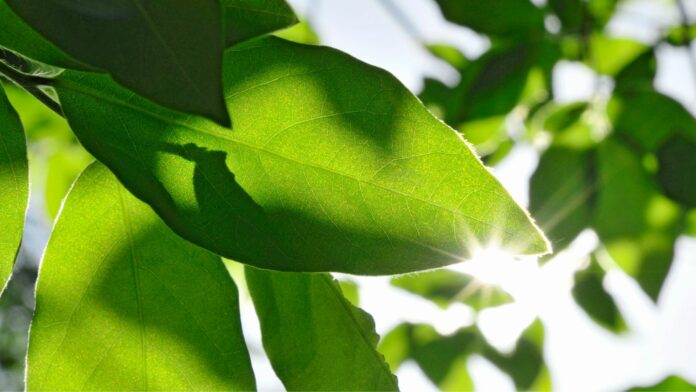 Bewegungsgeschichte für Kinder: Erste Sonnenstrahlen im Frühling