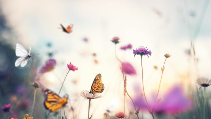Bewegungsgeschichte für Kinder: Mit dem Schmetterling unterwegs