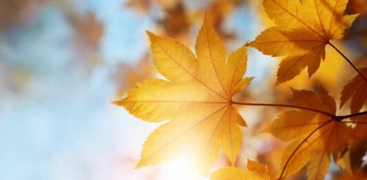 Gruppenstunden-Modul zum Tag des Herbstlaubs (3. Oktober)