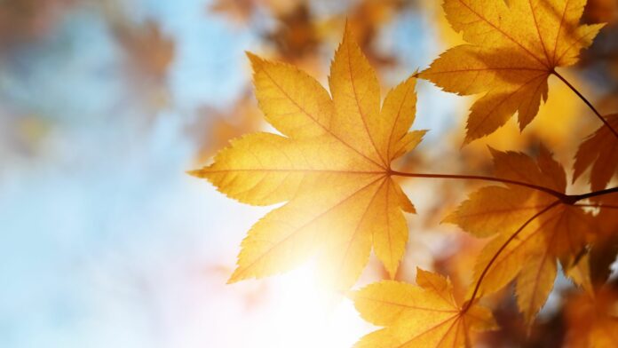 Gruppenstunden-Modul zum Tag des Herbstlaubs (3. Oktober)