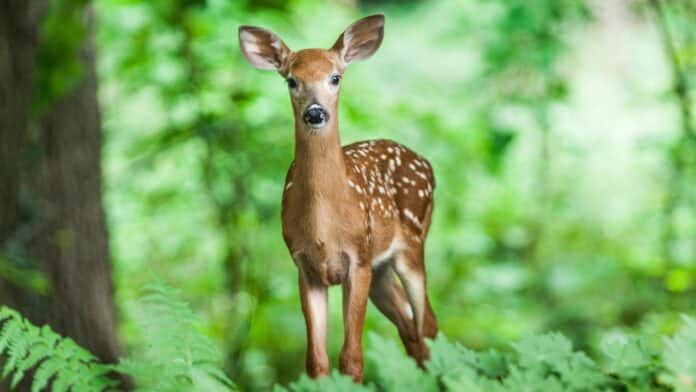 Gruppenstunden-Programm: Waldtiere