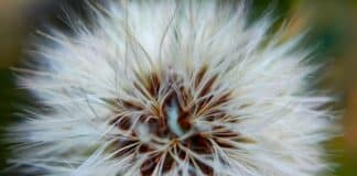 Projekt Samen-Bibliothek: Gemeinsam für eine grüne Zukunft